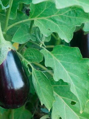 cultivo-berenjena