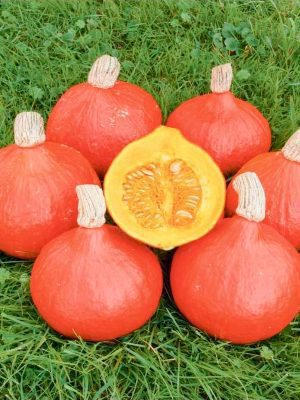 Semillas Calabaza Red Kuri Biodinámicas Demeter