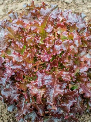 Semillas Lechuga Red Salad Bowl Biodinámicas Demeter