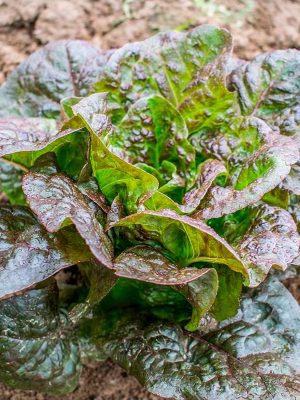 Semillas Lechuga Romana Little Leprechaun Biodinámicas Demeter