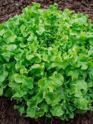 Semillas Lechuga Salad Bowl Biodinámicas Demeter
