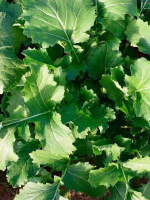 Semillas Nabo Grelos de Santiago Biodinámicas