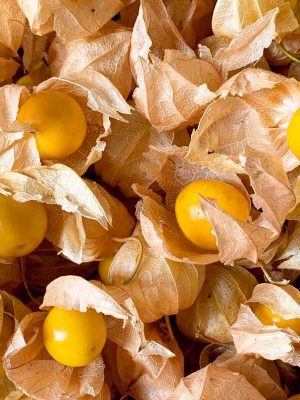 Semillas Physalis Biodinámicas Demeter