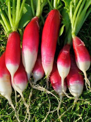 Semillas Rábanito Flamboyant 2 Biodinámicas Demeter