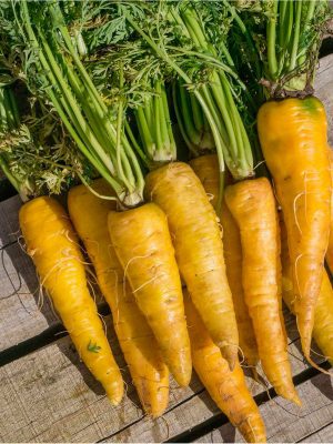 Semillas Zanahoria Jaune du Doubs  Biodinámicas Demeter