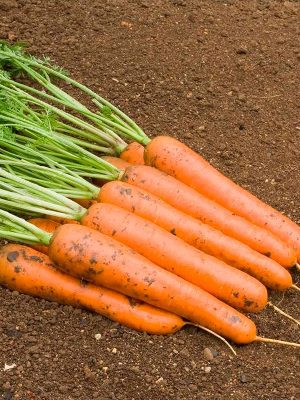 Semillas Zanahoria Rodelika Biodinámicas Demeter