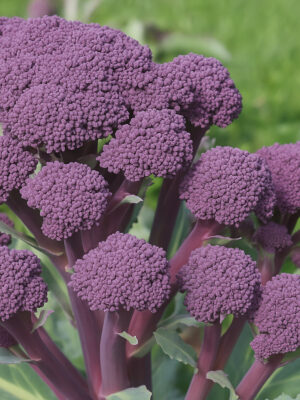 Semillas Brócoli Morado Early Purple Sprouting Biodinámicas Demeter