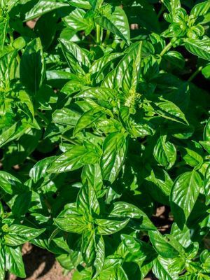 Semillas Albahaca Limón Biodinámicas Demeter