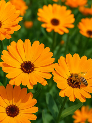 Semillas Caléndula Biodinámicas Demeter