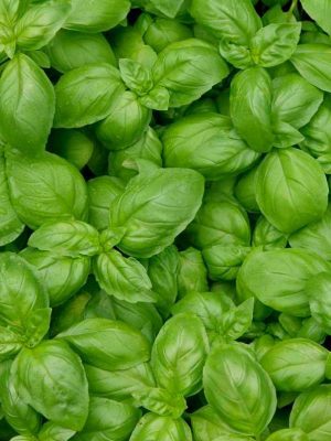 Semillas Albahaca Genovesa Ecológica Biodinámicas Demeter