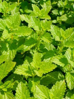 Semillas Melissa Biodinámicas Demeter