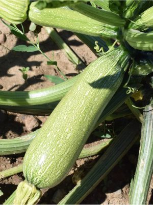 Semillas de Calabacín Alberello Biodinámicas Demeter