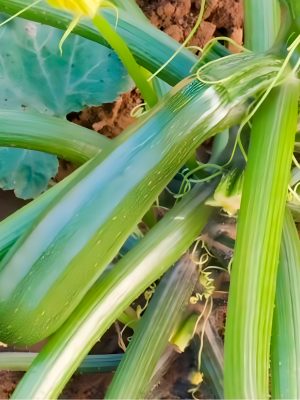 Semillas de Calabacín Zuboda Biodinámicas Demeter