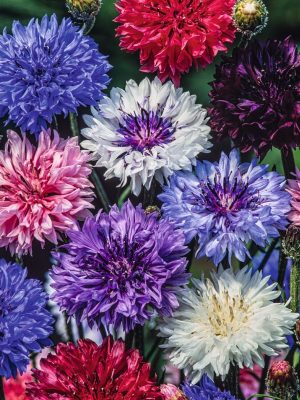 semillas de anciano mix