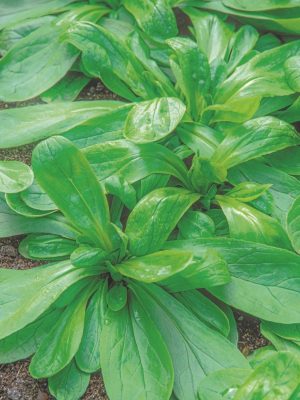 semillas de canonigos grote