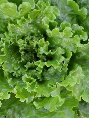 lechuga la brillante